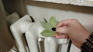 Ora compro foglie di alloro a pacchi, ma non per cucinare - la vicina mi ha dato un consiglio miglio